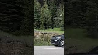 Driving the ice fields parkway  wow one of the worlds best drives icefieldsparkway [upl. by Buller]