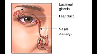 Why Do We Blink So Much Function of Tears in the Eye Animation  Eyelids amp Lacrimal Apparatus Video [upl. by Adnocahs]