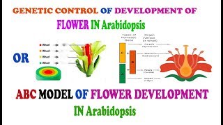 ABC MODEL OF FLOWER DEVELOPMENT IN Arabidopsis [upl. by Assirral]