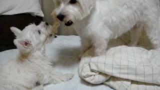 westie puppy vs mother dog 3 battle for a gum ウェスティ親子喧嘩 [upl. by Auhsohey505]