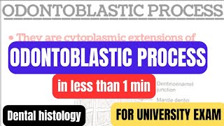 Odontoblastic processstructure of dentinDentinin1minproff examDental histologyBDSDentoTuber [upl. by Morez]