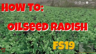 FS19  How To Use Oilseed Radish [upl. by Emmey393]