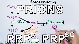 PrionsWhat are they  Protein Misfolding Mechanism [upl. by Zandt]