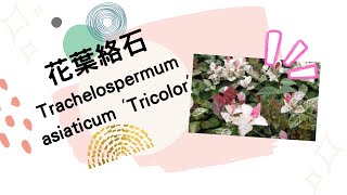 花葉絡石 Trachelospermum jasminoides Tricolor [upl. by Frodine997]