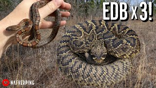 Triple Diamondback Hike Finding Massive Rattlesnakes Hidden in the Grass in Georgia [upl. by Yhtnomit]