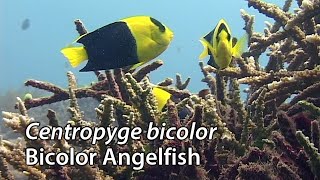 Bicolor Angelfish Centropyge bicolor Stock Footage  PAL DV [upl. by Zephaniah]