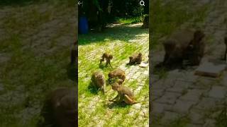 monkey funny videos chiks shorts chhotudada mrindianhacker viral monkeys funny monkey [upl. by Zobias]