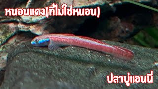 หนอนแดงที่ไม่ใช่หนอน ปลาบู่แอนนี่ Annie’s goby [upl. by Sihtnyc]