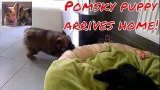 Pomsky puppy arrives at home the first time at 8 weeks old [upl. by Menard]