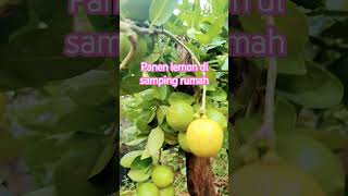 Panen lemon samping rumah shorts urbangardening plantlover [upl. by Leiad]