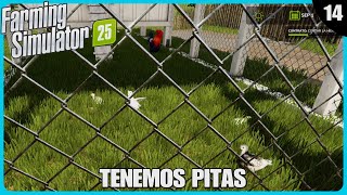 🚜EP14 Tenemos pitas FS25 🎮Ps5 Gameplay Español  FARMING SIMULATOR 25🌾 [upl. by Dwight]