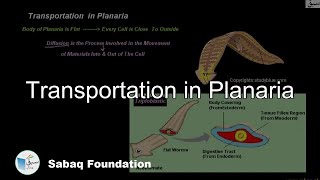 Transportation in Planaria Biology Lecture  Sabaqpk [upl. by Mattland]