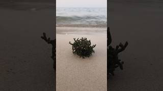 Codium seaweed sea [upl. by Ocsirf547]