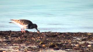 Ruddy Turnstone [upl. by Tiffanie]