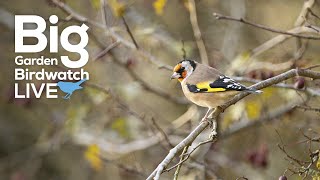 Big Garden Birdwatch Live with Special Guests  Sunday [upl. by Artkele]