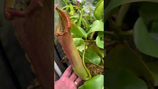 Nepenthes Truncata shorts [upl. by Nats677]