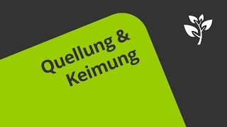 Quellung und Keimung Welche Vorgänge führen dazu  Biologie  Botanik [upl. by Mulderig799]