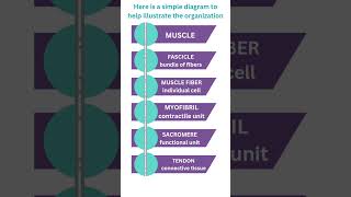 The Building Blocks of Muscle Muscle Fibers and Myofibrils shorts youtubeshorts youtube mucles [upl. by Kelton]