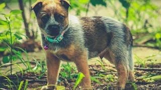 The Inspiring Stories of Rescued Australian Cattle Dogs  A Heartwarming Tribute [upl. by Gough]