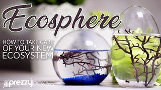 Ecosphere  A How To Guide [upl. by Sille]