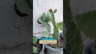 Cylindropuntia  Chollas cactusandsucculents cacti cactusgarden cholla gardeningtips cactus [upl. by Yekram]