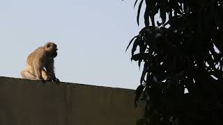 Wild Urban Baby Monkeys  part 2 [upl. by Colley]