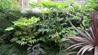 Fatsia japonica  Rate of Growth 2019  2024 [upl. by Jean-Claude]