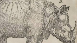 Rhinoceros Albrecht Dürer 1515 [upl. by Anahpos55]