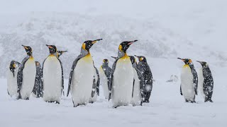 King Penguins in heavy snowfall Harsh climate of South Georgia [upl. by Nydnarb]