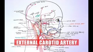 ANATOMY Tutorial  External Carotid Artery Branches [upl. by Paterson]