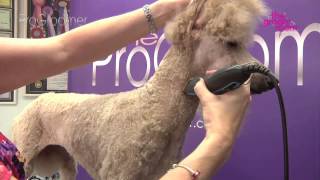 Grooming Guide  Standard Poodle Miami Trim  Pro Groomer [upl. by Verner]