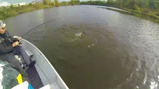 Thunder Bay Ontario fishing for Chinook on the Kam River with the Salmon Whisperer [upl. by Noll]