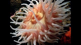 Facts The Sea Anemone [upl. by Fortna]