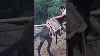 The process of installing the wood saddle for the horse [upl. by Esbensen]