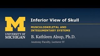 Skeletal System Skull  Inferior View [upl. by Bracci]