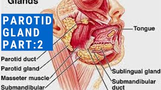 PAROTID GLAND Part2  STENSONS DUCT  PATEYS FASCIOVENOUS PLANE [upl. by Mark832]