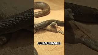 Understanding the Difference Poisonous vs Venomous Snakes [upl. by Airot]