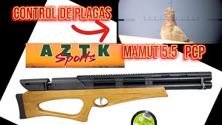 RIFLE PCP MAMUT 55 Caceria de palomas pcpairguns airgunhunting bienpegado hunting [upl. by Toinette]