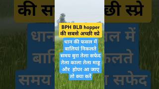 BPH BLB Hopper ki best dava agriculture dhaankikheti farming paddy boronfertilizer boron npk [upl. by Siriso]