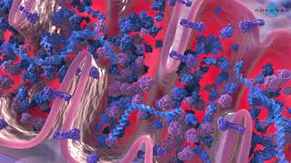 Krebs cycle 3D medical animation [upl. by Innor]