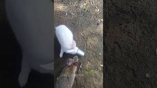 😱🐇Rabbit குட்டி⁉️ பொடுமா இல்லை யா💥🤯⁉️trending petscorner rabbit rabbitfarming rabbite rabbits [upl. by Adimra398]