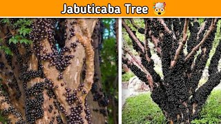 Jabuticaba Tree Fruits With Voiceover In quotHindiquot Apna Kayesh [upl. by Nicola637]