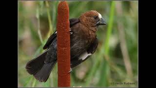 Thickbilled Weaver male singing [upl. by Yank]