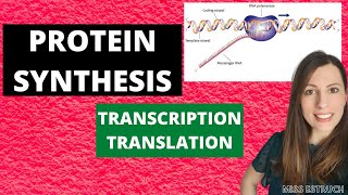 PROTEIN SYNTHESIS Alevel Biology Transcription translation and premRNA modifications [upl. by Ellertal724]