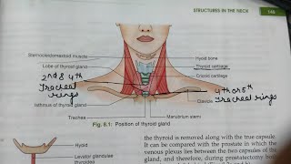 THYROID GLAND ANATOMYNOTES BDCHAURASIAHEADNECK AND BRAIN ANATOMY [upl. by Eelirem]