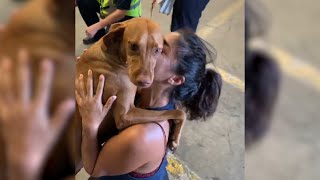 Tearful Reunion With Lost Dog 🥺  Best Reunion Compilation [upl. by Roos566]