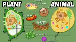 PLANT VS ANIMAL CELLS [upl. by Pirri]