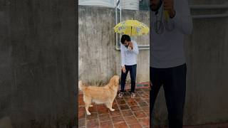 She love enjoying in rain 😍goldenritriever puppies doglover [upl. by Naletak]