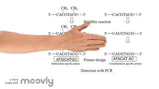 methylation specific PCR [upl. by Turtle]