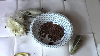 How To Harvest Milkweed Seeds And Save Them The Easy Way [upl. by Ennis809]